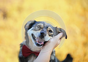 Human hands stroking behind the ears cute brown pretty a smiling dog in a smart red butterfly in an autumn Park