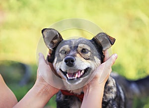 Human hands stroking behind the ears cute a brown rather smiling dog in a smart red butterfly in a summer garden