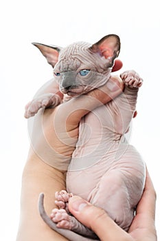 Human hands holding kitten of Canadian Sphynx on white background