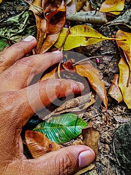 Human hands touch some leaves that fall from the tree