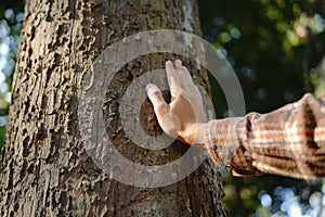 Human hands touching tree green forest in tropical woods, hug tree or protect environment, co2, net zero concept, pollution or