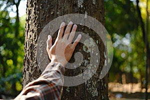 Human hands touching tree green forest in tropical woods, hug tree or protect environment, co2, net zero concept, pollution or