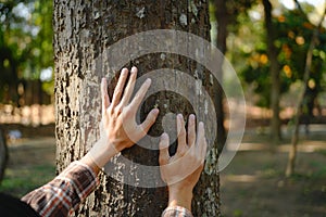 Human hands touching tree green forest in tropical woods, hug tree or protect environment, co2, net zero concept, pollution or