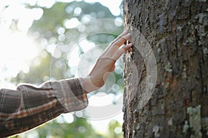 Human hands touching tree green forest in tropical woods, hug tree or protect environment, co2, net zero concept, pollution or