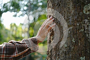 Human hands touching tree green forest in tropical woods, hug tree or protect environment, co2, net zero concept, pollution or