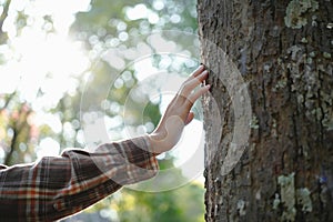 Human hands touching tree green forest in tropical woods, hug tree or protect environment, co2, net zero concept, pollution or