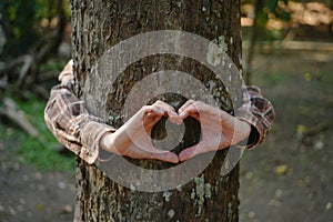 Human hands touching tree green forest in tropical woods, hug tree or protect environment, co2, net zero concept, pollution or