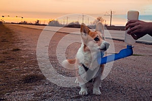 Human hands are watered from a portable drinkable cute welsh corgi on the road in the sunset light. Animal travel