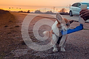 Human hands are watered from a portable drinkable cute welsh corgi on the road in the sunset light. Animal travel