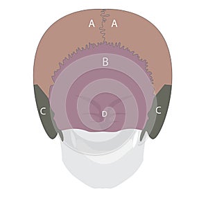 human head bones