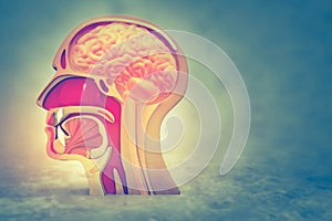 Human head cross section