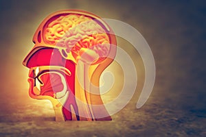 Human head cross section
