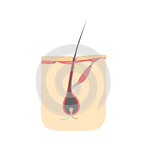 Human Head Hair Growth Cycle in Cut. Vector