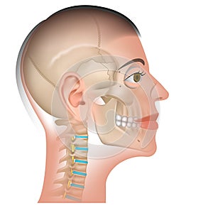 Human head model. location of parts of the face.