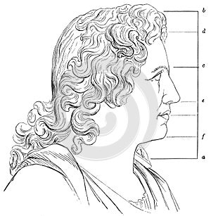 Human head showing the relative proportions of the distances between parts of the face.