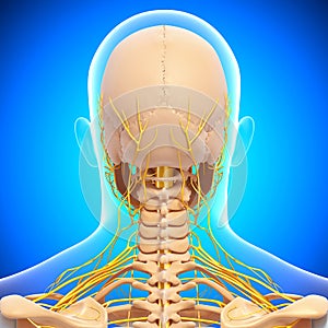 Human head skeleton and nervous system