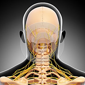 Human head skeleton and nervous system