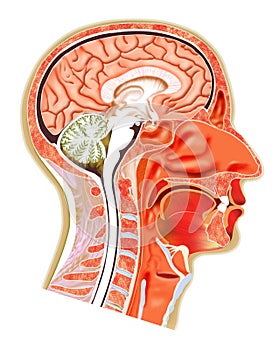 Human head structure