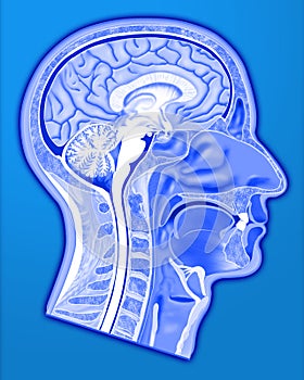 Human head structure