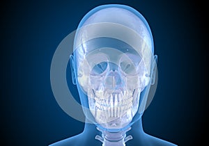 Human head in xray view. Medically accurate 3D illustration