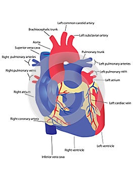 Human heart