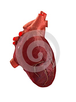 Human heart