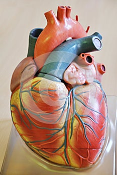 Human heart