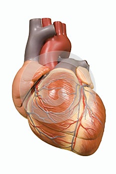 Human heart