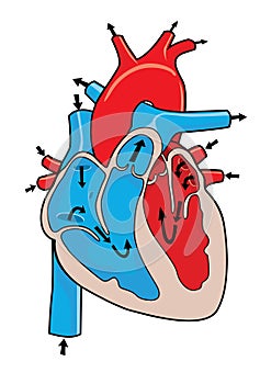 Human heart