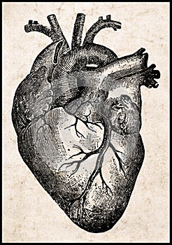 Human heart.