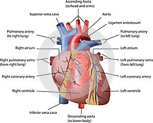 Human Heart