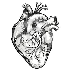 Human Heart