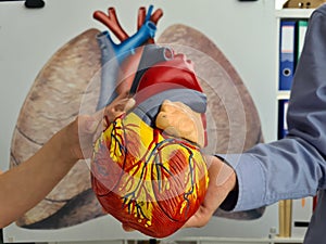 Human heart anatomical medical model in children hands