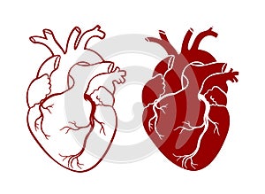 Human heart. Anatomical realistic heart, line art, vector illustration photo