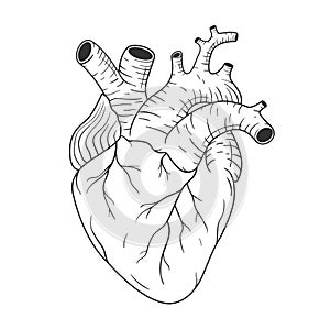 Human heart anatomically correct hand drawn line art. Black and white sketch vector