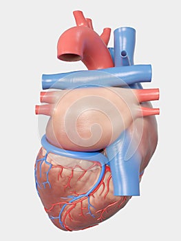 The human heart anatomy