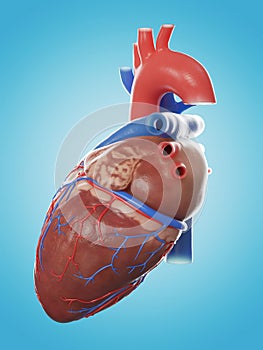 the human heart anatomy