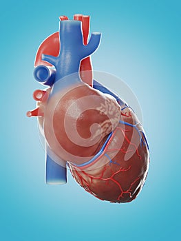 the human heart anatomy