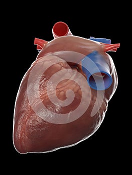 the human heart anatomy