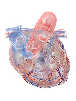 The human heart anatomy