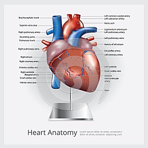 Human Heart Anatomy