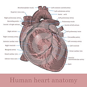 Human heart anatomy