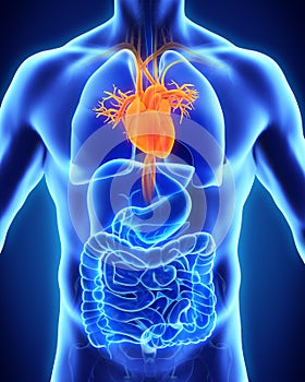 Human Heart Anatomy