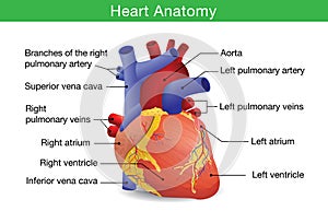 Human heart anatomy