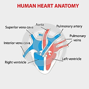 Human heart anatomy on black. Part of the human heart. Anatomy of human heart illustration