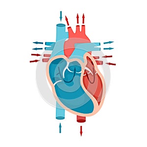 Human heart anatomy with blood flow. Circulation of blood through the heart. Cardiology concept.