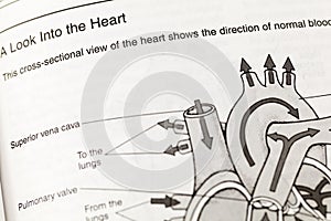 Human heart anatomy drawing circulation definition photo