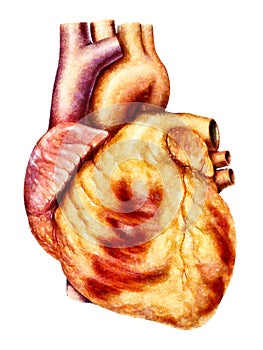 Human heart anatomy illustration