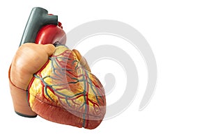 Human Heart Anatomy and Its Complex Vessel System isolated on white background with clipping path cutout concept for