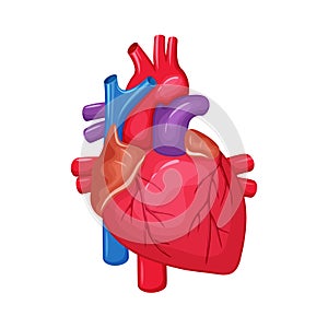 Human heart anatomy photo